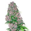 Purple-Bud-1-u-fem-White-Label-3