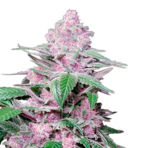 Purple-Cookie-Kush-5-u-fem-Sensi-Seeds-Research