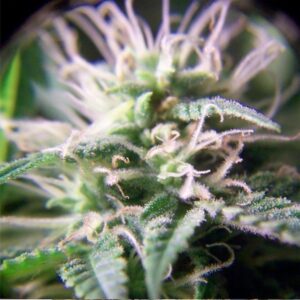 Purple-Maroc-4-u-fem-Female-Seeds-3