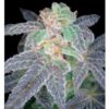 Purple-OG-18-3-u-fem-Reserva-Privada-DNA-Genetics-3