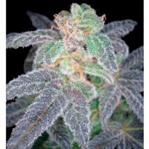 Purple-OG-18-6-u-fem-DNA-Genetics-AGOTADA-EN-ORIGEN-3