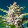 Purple-Punch-OG-31-u-fem-Sweet-Seeds-3