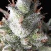 Ramses-1-u-blister-x-12-u-fem-Pyramid-Seeds-3