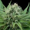 Raw-Diesel-5u-G13-Labs-3