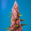 Red-Hot-Cookies-31-u-fem-Sweet-Seeds-3