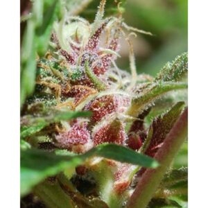 Red-Purps-4-u-fem-Female-Seeds-3