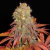 Rock-Bud-10-u-fem-Soma-Seeds-Formato-antiguo-3