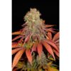 Rock-Bud-3-u-fem-Soma-Seeds-3