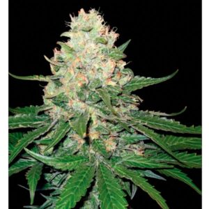 Rocklock-3-u-fem-GYO-DNA-Genetics-3