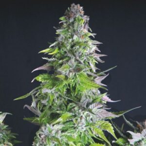 Romulan-3-u-fem-Pyramid-Seeds-3