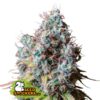 Rucu-Cucu-OG-fem-1-u-Seedstockers-Superior-3