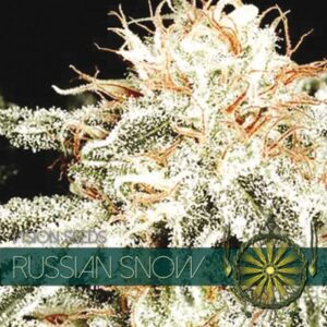 Russian-Snow-3-u-fem-Vision-Seeds-3