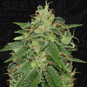 SAGE-2-u-fem-TH-Seeds-3