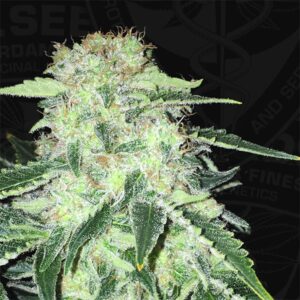 SAGE-CBD-2-u-fem-TH-Seeds-3