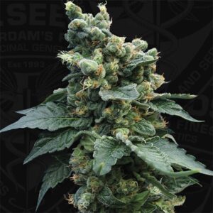 SAGE-N-Sour-2-u-fem-TH-Seeds-3