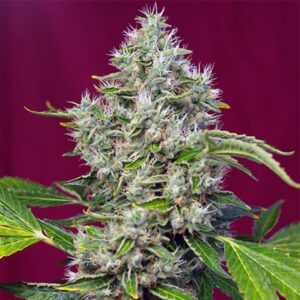 San-Fernando-Lemon-Kush-31-u-fem-Sweet-Seeds-3