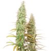 Santa-Marta-Haze-fem-1-u-Seedstockers-3