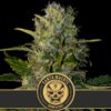 Santa-Muerte-3-u-fem-Blimburn-Seeds-3