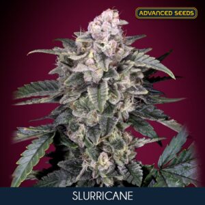 Slurricane-1-u-fem-Advanced-Seeds-3