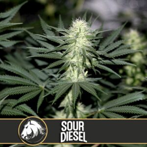 Sour-Diesel-3-u-fem-Blimburn-Seeds-3