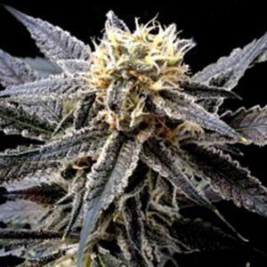 Strawberry-Banana-3-u-Reserva-Privada-DNA-Genetics-3