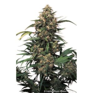 Strawberry-Cough-1-u-fem-Dutch-Passion-3