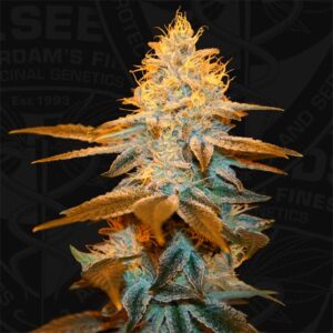 Strawberry-Glue-2-u-fem-TH-Seeds-3