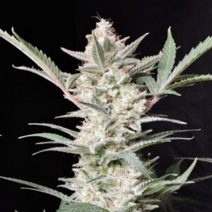 Strawberry-Gorilla-Auto-1-u-fem-FastBuds-Seeds-3