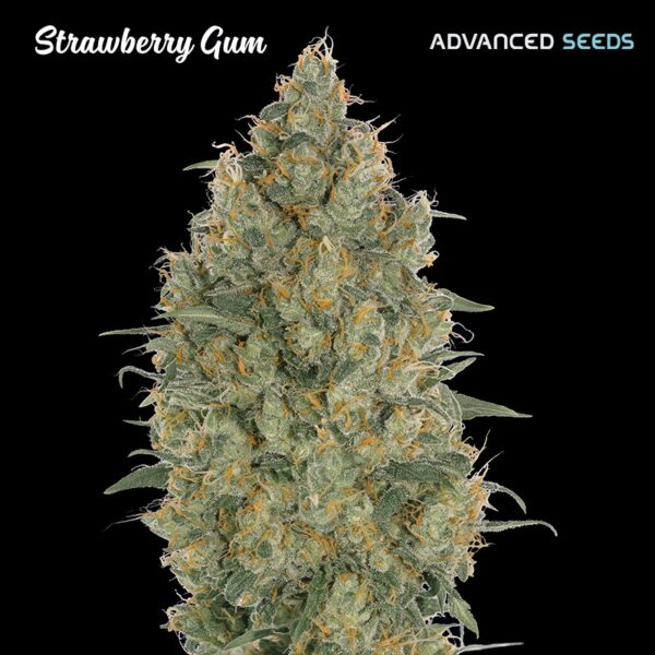 Strawberry-Gum-10-3-u-fem-Advanced-Seeds-2
