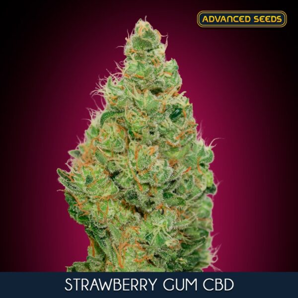 Strawberry-Gum-CBD-10-3-u-fem-Advanced-Seeds-2