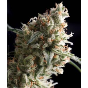 Super-Hash-1-u-blister-x-12-u-fem-Pyramid-Seeds-3