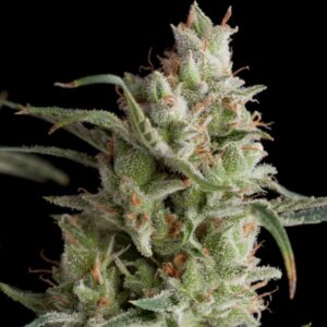 Super-Og-Kush-1-u-Blister-x-12-u-fem-Pyramid-Seeds-3