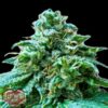 Superb-OG-3-u-fem-Heavyweight-Seeds-3