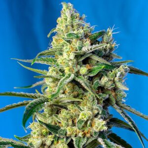 Sweet-Amnesia-Haze-31-u-fem-Sweet-Seeds-3