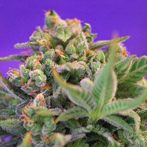 Sweet-Cheese-31-u-fem-Sweet-Seeds-3