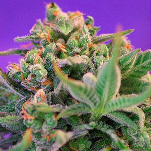 Sweet-Cheese-Fast-Version-31-u-fem-Sweet-Seeds-3