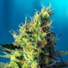 Sweet-Pure-CBD-31-u-fem-Sweet-Seeds-3