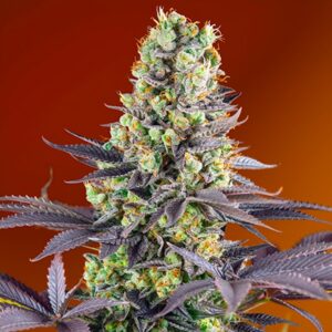 Sweet-Zenzation-31-u-fem-Sweet-Seeds-3