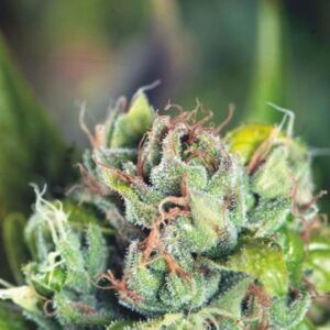 Tahoe-Cure-3-u-fem-Pyramid-Seeds-3