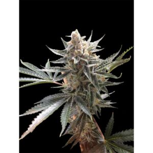 Tangie-3-u-fem-Reserva-Privada-DNA-Genetic-3