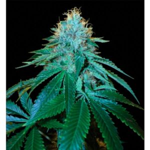 The-OG-18-3-u-fem-RP-DNA-Genetics-3