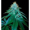 The-OG-18-6-u-fem-Reserva-Privada-DNA-Genetics-3