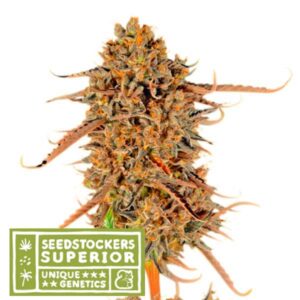 Thunder-Banana-fem-1-u-Seedstockers-Superior-3