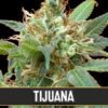 Tijuana-3-u-fem-Blimburn-Seeds-3
