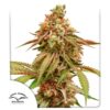 Tropical-Tangie-1-u-fem-Dutch-Passion-3