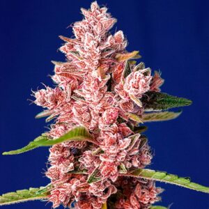 Tropicanna-Poison-F1-Fast-Version-31-u-fem-Sweet-Seeds-3