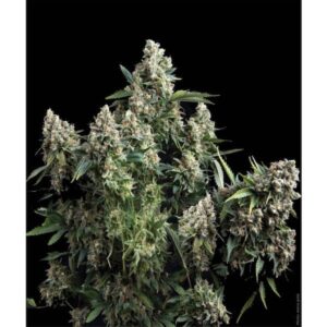 Tutankhamon-1-u-blister-x-12-u-fem-Pyramid-Seeds-3