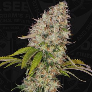 Ultrasour-2-u-fem-TH-Seeds-3