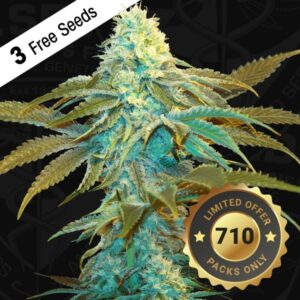 Vanilla-Sundae-5-u-fem-710-Limited-Pack-TH-Seeds-3