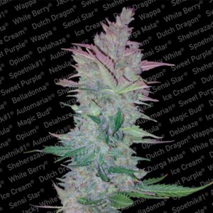 Vertigo-3-u-fem-Paradise-Seeds-3